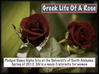 Greek Life Of A Rose
Pledged Sigma Alpha Iota at the University of South Alabama.
Spring of 2012. SAI is a music fraternity for women
 