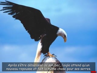 Après s’être débarassé de son bec, l’aigle attend qu’un nouveau repousse et fait la même chose pour ses serres. 