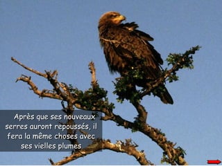 Après que ses nouveaux serres auront repoussés, il fera la même choses avec ses vielles plumes 