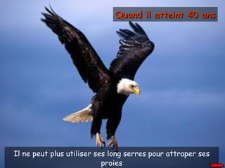 Il ne peut plus utiliser ses long serres pour attraper ses proies Quand il atteint 40 ans 