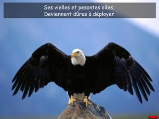 Ses vielles et pesantes ailes,  Deviennent dûres à déployer. 