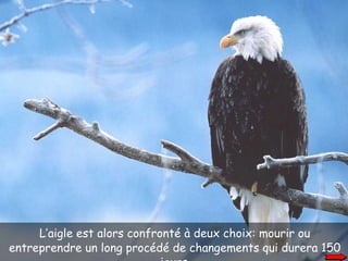 L’aigle est alors confronté à deux choix: mourir ou entreprendre un long procédé de changements qui durera 150 jours. 