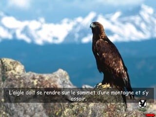 L’aigle doit se rendre sur le sommet d’une montagne et s’y assoir. 