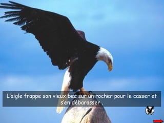 L’aigle frappe son vieux bec sur un rocher pour le casser et s’en débarasser . 