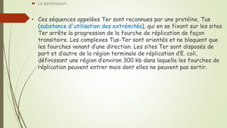  La terminaison:
• Ces séquences appelées Ter sont reconnues par une protéine, Tus
(substance d'utilisation des extrémités), qui en se fixant sur les sites
Ter arrête la progression de la fourche de réplication de façon
transitoire. Les complexes Tus-Ter sont orientés et ne bloquent que
les fourches venant d’une direction. Les sites Ter sont disposés de
part et d’autre de la région terminale de réplication d’E. coli,
définissant une région d’environ 300 kb dans laquelle les fourches de
réplication peuvent entrer mais dont elles ne peuvent pas sortir.
 