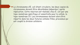  Le chromosome d’E. coli étant circulaire, les deux copies du
chromosome doivent être décaténées (séparées ) après
réplication. Cette réaction est réalisée chez E. coli par une
topo-isomérase spécifique et essentielle pour la cellule, la
topo-isomérase IV. Les chromosomes doivent alors être
répartis dans les deux futures cellules filles, processus qui
est couplé la division cellulaire.
 