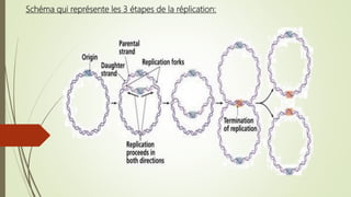 Schéma qui représente les 3 étapes de la réplication:
 