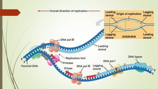 La réplication d’ADN chez les procaryotes