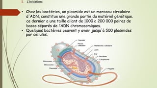 I. L'initiation:
• Chez les bactéries, un plasmide est un morceau circulaire
d'ADN, constitue une grande partie du matériel génétique.
ce dernier a une taille allant de 1000 a 200 000 paires de
bases séparés de l’ADN chromosomiques.
• Quelques bactéries peuvent y avoir jusqu'à 500 plasmides
par cellules.
 