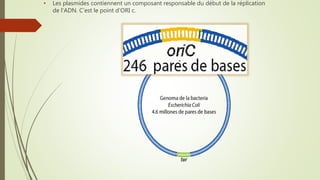• Les plasmides contiennent un composant responsable du début de la réplication
de l'ADN. C’est le point d’ORI c.
 