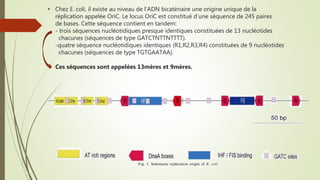 • Chez E. coli, il existe au niveau de l’ADN bicaténaire une origine unique de la
réplication appelée OriC. Le locus OriC est constitué d’une séquence de 245 paires
de bases. Cette séquence contient en tandem:
- trois séquences nucléotidiques presque identiques constituées de 13 nucléotides
chacunes (séquences de type GATCTNTTNTTTT).
-quatre séquence nucléotidiques identiques (R1,R2,R3,R4) constituées de 9 nucléotides
chacunes (séquences de type TGTGAATAA).
Ces séquences sont appelées 13mères et 9mères.
 