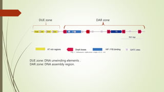 DUE zone DAR zone
DUE zone: DNA unwinding elements .
DAR zone: DNA assembly region.
 