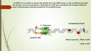 - la DNA-A va se coller au niveau des bandes de 9 mer (DAR zone), ce qui va éliminer les stress
des torsion, ceci et concomitant a l’hydrolyse le l’ATP qui va produire une énergie suffisante
pour la dénaturation total des bandes de 13 mer(DUR zone).
les bandes de 9 mer
proteine SSB
DNA-A proteine DNA-A ADP
DNA-A ATP
 