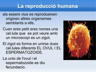 La reproducció humana ,[object Object]