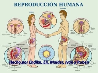 lamina_reproduccion_humana_a3.png Hecho por Endika, Eli, Maider, Iván y Rubén 