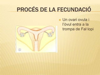 La menstruació<br />L’òvul no fecundat arriba a l’úter.<br />La mucosa que recobreix l’úter comença a degenerar<br />