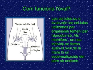 Com funciona l'òvul? 
● Les cel.lules ou o 
óvuls,són les cèl.lules 
utilitzades per 
organisme femeni per 
reproduir-se. Als 
mamifers , un nou 
individu se forma 
quan el ovul de la 
mare hi un 
espermatozoide del 
pare se uneixen. 
 