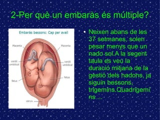 2-Per què un embaràs és múltiple? 
● Neixen abans de les 
37 setmanes, solen 
pesar menys que un 
nado sol.A la segent 
taula es veu la 
duració mitjana de la 
gestió dels nadons, ja 
siguin bessons, 
trigemins.Quadrigemi 
ns ... 
 