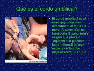Què és el cordo umbilical? 
● El cordó umbilical és el 
nexe que uneix més 
directament el fetus i la 
mare .A traves d'ell es 
transporta la sang sense 
oxigen que prove d 
´aquests a la placenta 
[part materna] és una 
especie de tub que 
mesura entre 30 i 100c 
 