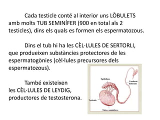 Cada testicle conté al interior uns LÒBULETS
amb molts TUB SEMINÍFER (900 en total als 2
testicles), dins els quals es formen els espermatozous.
Dins el tub hi ha les CÈL·LULES DE SERTORLI,
que produeixen substàncies protectores de les
espermatogònies (cèl·lules precursores dels
espermatozous).
També existeixen
les CÈL·LULES DE LEYDIG,
productores de testosterona.
 