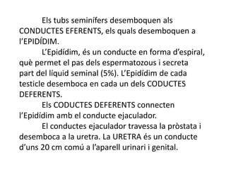 Els tubs seminífers desemboquen als
CONDUCTES EFERENTS, els quals desemboquen a
l’EPIDÍDIM.
L’Epidídim, és un conducte en forma d’espiral,
què permet el pas dels espermatozous i secreta
part del líquid seminal (5%). L’Epidídim de cada
testicle desemboca en cada un dels CODUCTES
DEFERENTS.
Els CODUCTES DEFERENTS connecten
l’Epidídim amb el conducte ejaculador.
El conductes ejaculador travessa la pròstata i
desemboca a la uretra. La URETRA és un conducte
d’uns 20 cm comú a l’aparell urinari i genital.
 