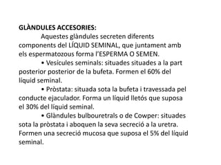 GLÀNDULES ACCESORIES:
Aquestes glàndules secreten diferents
components del LÍQUID SEMINAL, que juntament amb
els espermatozous forma l’ESPERMA O SEMEN.
• Vesícules seminals: situades situades a la part
posterior posterior de la bufeta. Formen el 60% del
líquid seminal.
• Pròstata: situada sota la bufeta i travessada pel
conducte ejaculador. Forma un líquid lletós que suposa
el 30% del líquid seminal.
• Glàndules bulbouretrals o de Cowper: situades
sota la pròstata i aboquen la seva secreció a la uretra.
Formen una secreció mucosa que suposa el 5% del líquid
seminal.
 