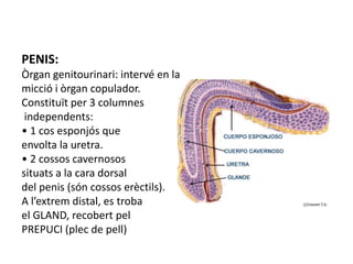 PENIS:
Òrgan genitourinari: intervé en la
micció i òrgan copulador.
Constituït per 3 columnes
independents:
• 1 cos esponjós que
envolta la uretra.
• 2 cossos cavernosos
situats a la cara dorsal
del penis (són cossos erèctils).
A l’extrem distal, es troba
el GLAND, recobert pel
PREPUCI (plec de pell)
 