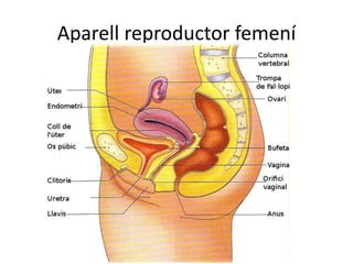 Aparell reproductor femení
 