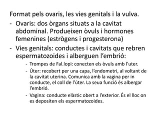 Format pels ovaris, les vies genitals i la vulva.
- Ovaris: dos òrgans situats a la cavitat
abdominal. Produeixen òvuls i hormones
femenines (estrògens i progesterona)
- Vies genitals: conductes i cavitats que rebren
espermatozoides i alberguen l’embrió:
- Trompes de Fal.lopi: conecten els òvuls amb l’uter.
- Úter: recobert per una capa, l’endometri, al voltant de
la cavitat uterina. Comunica amb la vagina per in
conducte, el coll de l’úter. La seua funció és albergar
l’embrió.
- Vagina: conducte elàstic obert a l’exterior. És el lloc on
es depositen els espermatozoides.
 