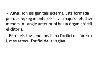 - Vulva: són els genitals externs. Està formada
per dos replegaments: els llavis majors i els llavis
menors. A l’angle anterior hi ha un òrgan erèctil,
el clítoris.
Entre els llavis menors hi ha l’orifici de l’uretra
i, més arrere, l’orifici de la vagina.
 