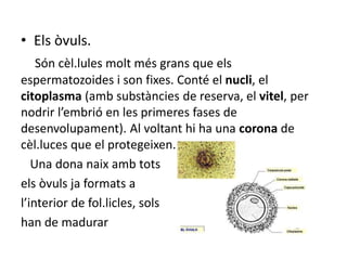 • Els òvuls.
Són cèl.lules molt més grans que els
espermatozoides i son fixes. Conté el nucli, el
citoplasma (amb substàncies de reserva, el vitel, per
nodrir l’embrió en les primeres fases de
desenvolupament). Al voltant hi ha una corona de
cèl.luces que el protegeixen.
Una dona naix amb tots
els òvuls ja formats a
l’interior de fol.licles, sols
han de madurar
 