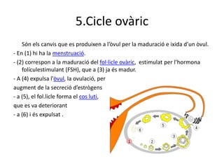 5.Cicle ovàric
Són els canvis que es produixen a l’òvul per la maduració e ixida d’un òvul.
- En (1) hi ha la menstruació.
- (2) correspon a la maduració del fol·licle ovàric, estimulat per l’hormona
folículestimulant (FSH), que a (3) ja és madur.
- A (4) expulsa l'òvul, la ovulació, per
augment de la secreció d’estrògens
- a (5), el fol.licle forma el cos luti,
que es va deteriorant
- a (6) i és expulsat .
 