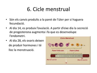 6. Cicle menstrual
• Són els canvis produïts a la paret de l’úter per si haguera
fecundació.
• Al dia 14, es produix l’ovulaciò. A partir d’eixe dia la secreció
de progesterona augmenta i fa que es desenvolupe
l’endometri.
• Al dia 28, els ovaris deixen
de produir hormones i té
lloc la menstruació.
 