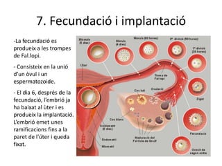 7. Fecundació i implantació
-La fecundació es
produeix a les trompes
de Fal.lopi.
- Consisteix en la unió
d’un òvul i un
espermatozoide.
- El dia 6, després de la
fecundació, l’embrió ja
ha baixat al ùter i es
produeix la implantació.
L’embrió emet unes
ramificacions fins a la
paret de l’úter i queda
fixat.
 