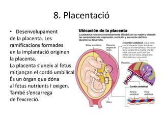 8. Placentació
• Desenvolupament
de la placenta. Les
ramificacions formades
en la implantació originen
la placenta.
La placenta s’uneix al fetus
mitjançan el cordó umbilical.
És un òrgan que dóna
al fetus nutrients I oxigen.
També s’encarrega
de l’excreció.
 