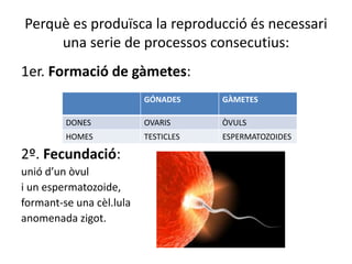 Perquè es produïsca la reproducció és necessari
una serie de processos consecutius:
1er. Formació de gàmetes:
2º. Fecundació:
unió d’un òvul
i un espermatozoide,
formant-se una cèl.lula
anomenada zigot.
GÓNADES GÀMETES
DONES OVARIS ÒVULS
HOMES TESTICLES ESPERMATOZOIDES
 