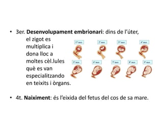 • 3er. Desenvolupament embrionari: dins de l’úter,
el zigot es
multiplica i
dona lloc a
moltes cèl.lules
què es van
especialitzando
en teixits i òrgans.
• 4t. Naiximent: és l’eixida del fetus del cos de sa mare.
 