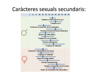 Caràcteres sexuals secundaris:
 