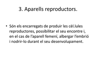 3. Aparells reproductors.
• Són els encarregats de produir les cèl.lules
reproductores, possibilitar el seu encontre i,
en el cas de l’aparell femení, albergar l’embrió
i nodrir-lo durant el seu desenvolupament.
 