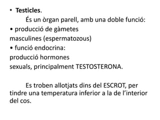 • Testicles.
És un òrgan parell, amb una doble funció:
• producció de gàmetes
masculines (espermatozous)
• funció endocrina:
producció hormones
sexuals, principalment TESTOSTERONA.
Es troben allotjats dins del ESCROT, per
tindre una temperatura inferior a la de l’interior
del cos.
 