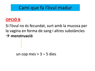 OPCIÓ B
Si l’òvul no és fecundat, surt amb la mucosa per
la vagina en forma de sang i altres substàncies
 menstruació
un cop mes > 3 – 5 dies
Camí que fa l’òvul madur
 