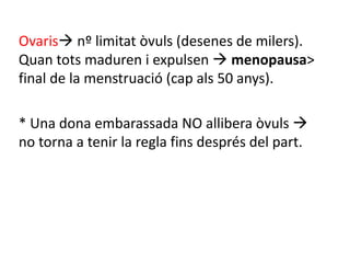 Ovaris nº limitat òvuls (desenes de milers).
Quan tots maduren i expulsen  menopausa>
final de la menstruació (cap als 50 anys).
* Una dona embarassada NO allibera òvuls 
no torna a tenir la regla fins després del part.
 