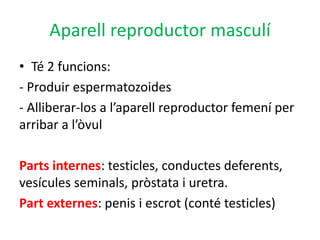 Aparell reproductor masculí
• Té 2 funcions:
- Produir espermatozoides
- Alliberar-los a l’aparell reproductor femení per
arribar a l’òvul
Parts internes: testicles, conductes deferents,
vesícules seminals, pròstata i uretra.
Part externes: penis i escrot (conté testicles)
 
