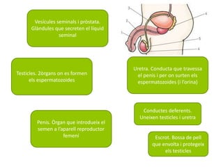 Testicles. 2òrgans on es formen
els espermatozoides
Escrot. Bossa de pell
que envolta i protegeix
els testicles
Vesícules seminals i pròstata.
Glàndules que secreten el líquid
seminal
Uretra. Conducta que travessa
el penis i per on surten els
espermatozoides (i l’orina)
Penis. Òrgan que introdueix el
semen a l’aparell reproductor
femení
Conductes deferents.
Uneixen testicles i uretra
 