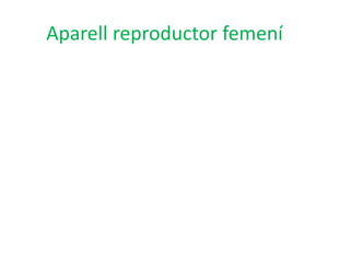 Aparell reproductor femení
 
