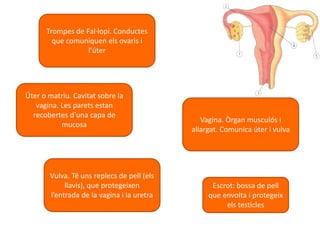 Úter o matriu. Cavitat sobre la
vagina. Les parets estan
recobertes d’una capa de
mucosa
Escrot: bossa de pell
que envolta i protegeix
els testicles
Trompes de Fal·lopi. Conductes
que comuniquen els ovaris i
l’úter
Vagina. Òrgan musculós i
allargat. Comunica úter i vulva
Vulva. Té uns replecs de pell (els
llavis), que protegeixen
l’entrada de la vagina i la uretra
 