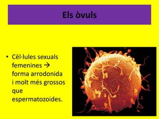 Els òvuls
• Cèl·lules sexuals
femenines 
forma arrodonida
i molt més grossos
que
espermatozoides.
 