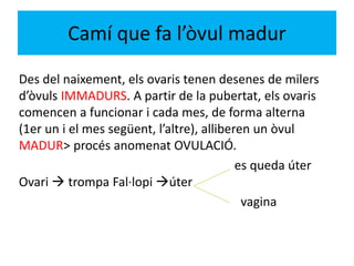 Camí que fa l’òvul madur
Des del naixement, els ovaris tenen desenes de milers
d’òvuls IMMADURS. A partir de la pubertat, els ovaris
comencen a funcionar i cada mes, de forma alterna
(1er un i el mes següent, l’altre), alliberen un òvul
MADUR> procés anomenat OVULACIÓ.
es queda úter
Ovari  trompa Fal·lopi úter
vagina
 