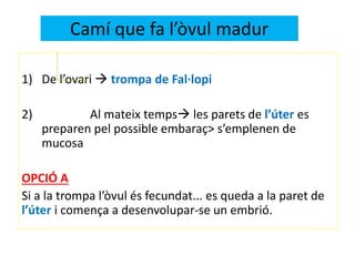 1) De l’ovari  trompa de Fal·lopi
2) Al mateix temps les parets de l’úter es
preparen pel possible embaraç> s’emplenen de
mucosa
OPCIÓ A
Si a la trompa l’òvul és fecundat... es queda a la paret de
l’úter i comença a desenvolupar-se un embrió.
Camí que fa l’òvul madur
 