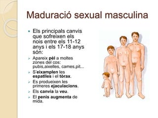 Maduració sexual masculina
 Els principals canvis
que sofreixen els
nois entre els 11-12
anys i els 17-18 anys
són:
 Apa...